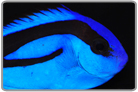 Blue Tang